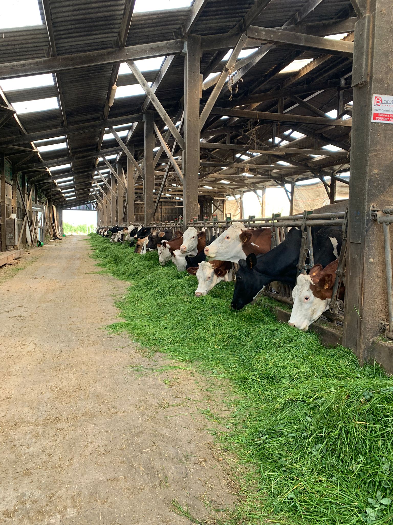 vache étable foin frais 2