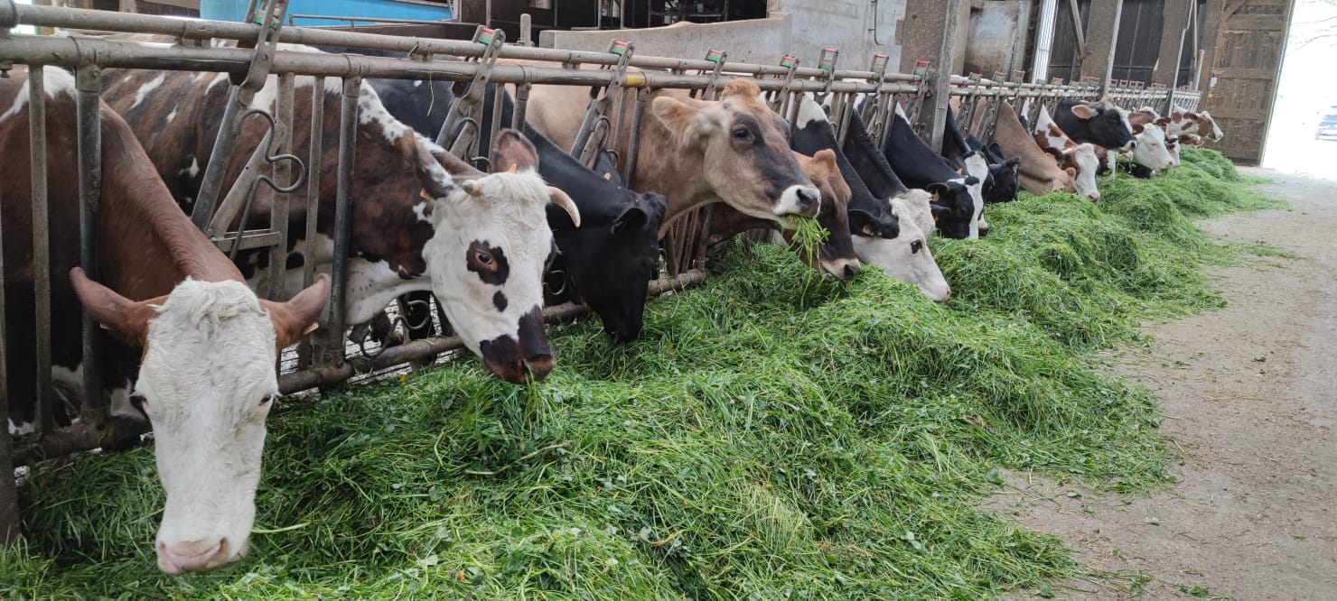 vache étable foin frais 1